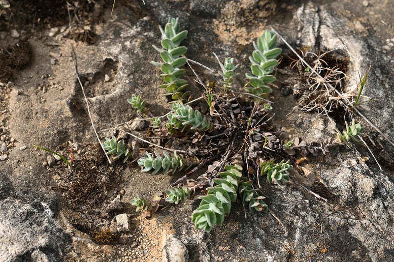 Hypericum scruglii photo 3