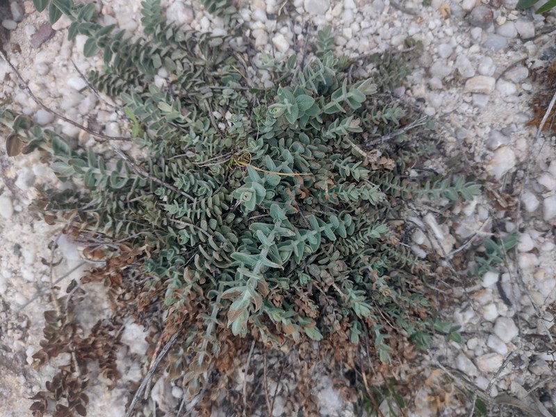 Hypericum scruglii photo 4