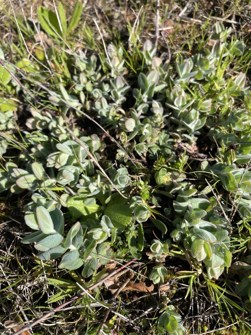 Hypericum scruglii photo 5