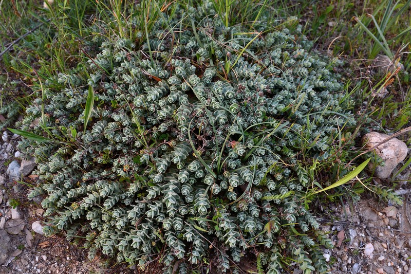 Hypericum scruglii photo 6