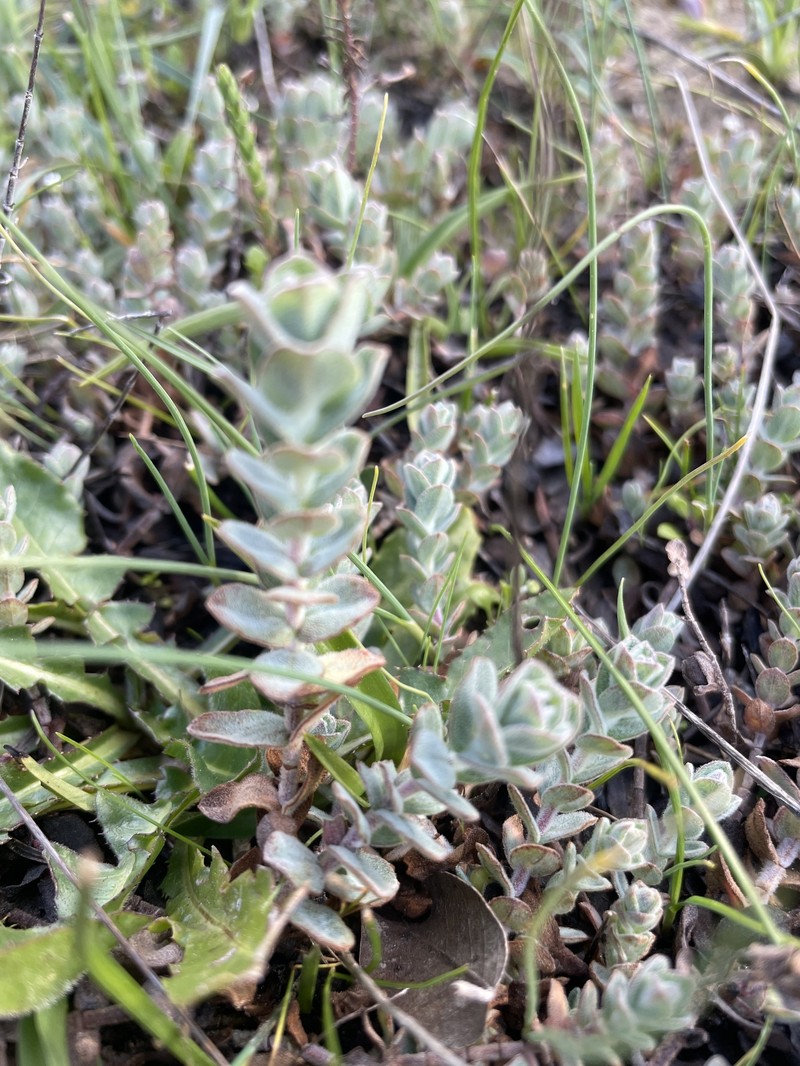 Hypericum scruglii photo 7