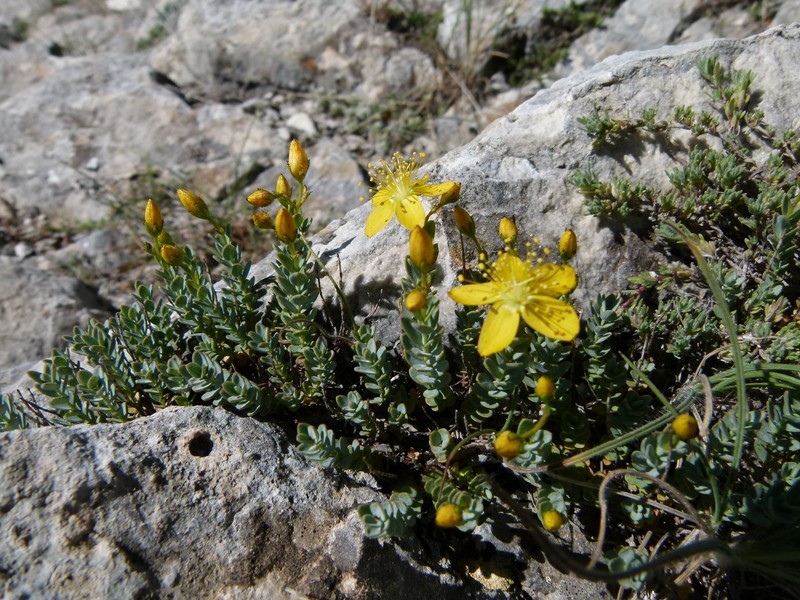 Hypericum sechmenii photo 2