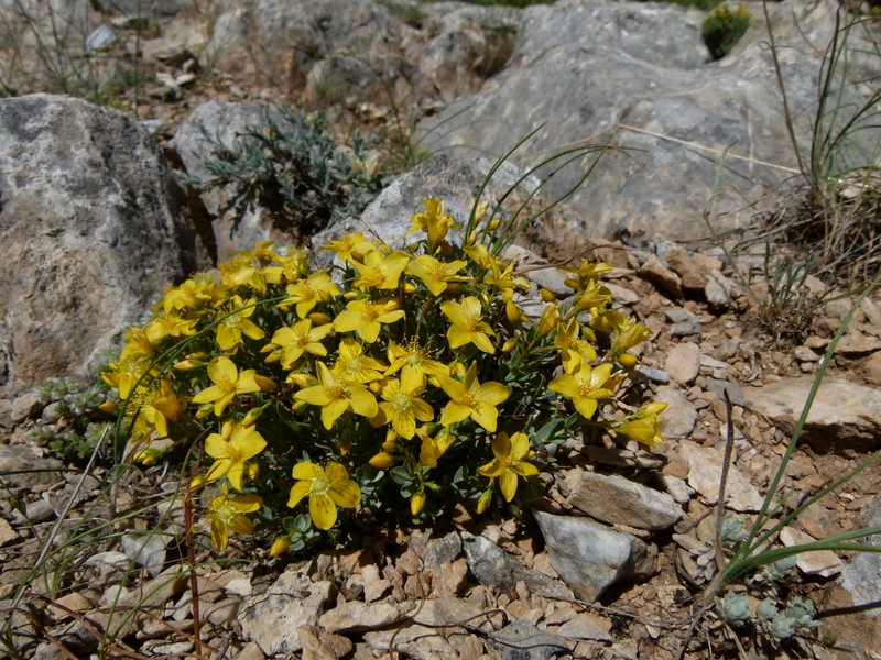 Hypericum sechmenii photo 3