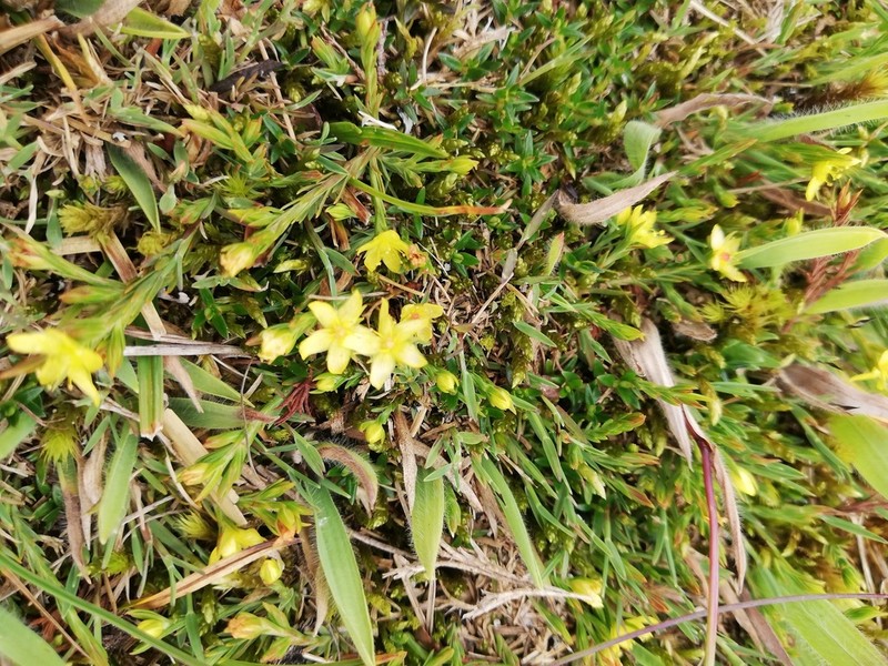Hypericum selaginella