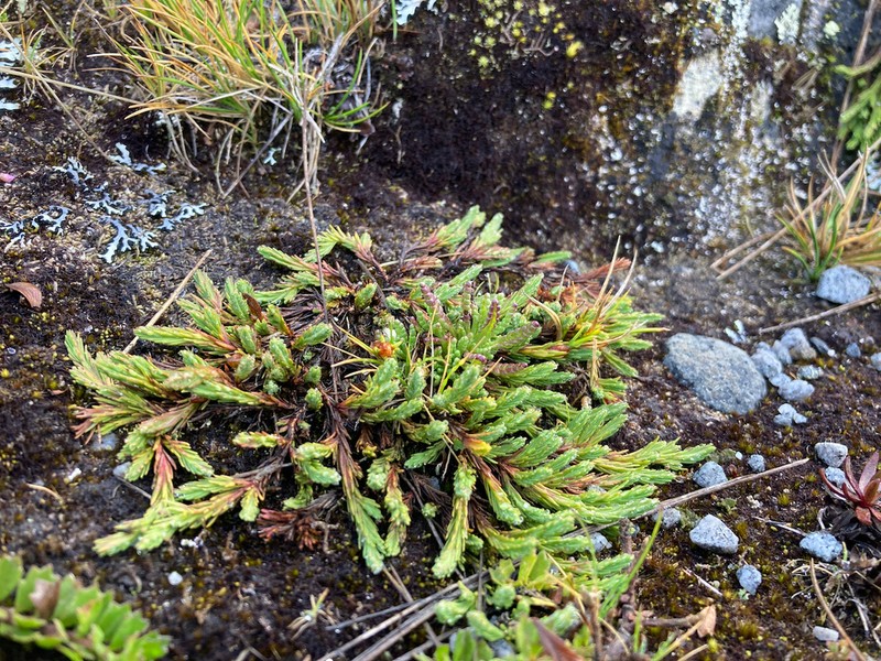 Hypericum selaginella photo 2