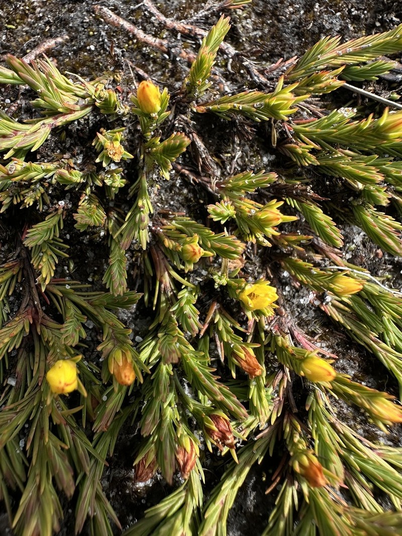 Hypericum selaginella photo 3