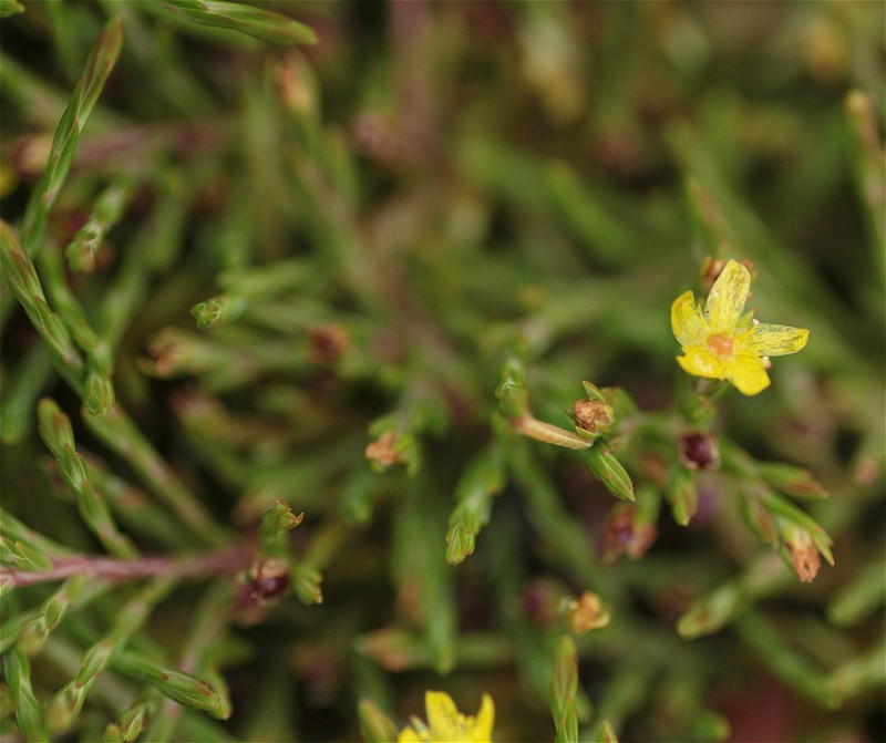 Hypericum selaginella photo 6