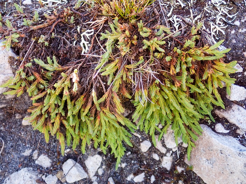 Hypericum selaginella photo 7