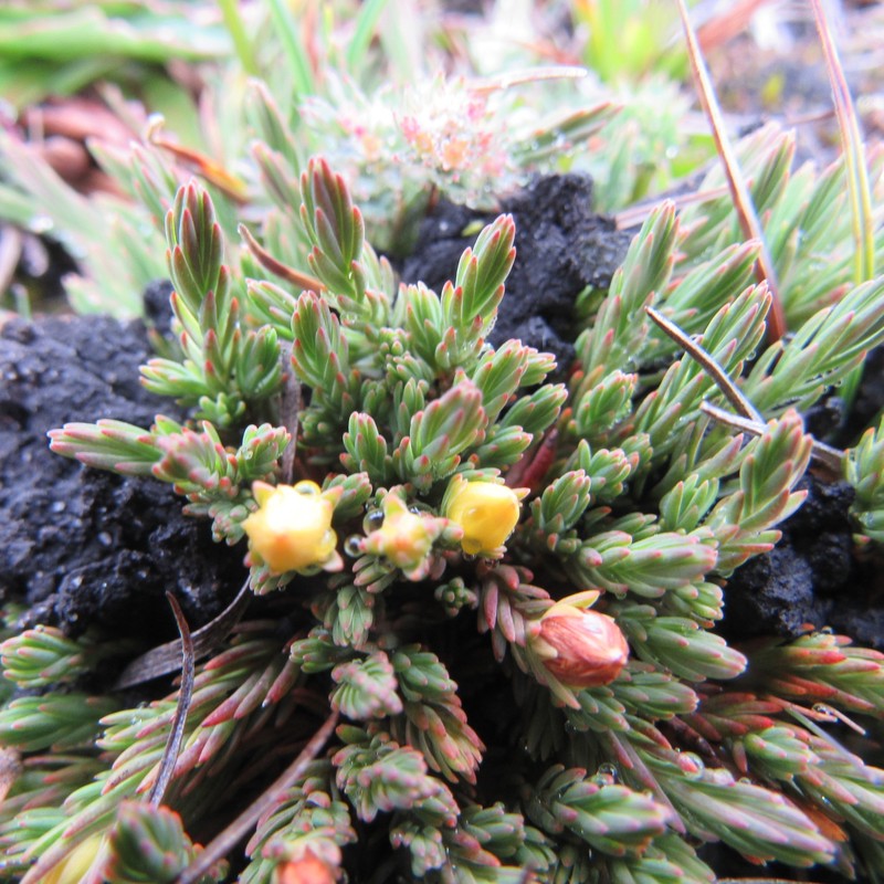 Hypericum selaginella photo 8