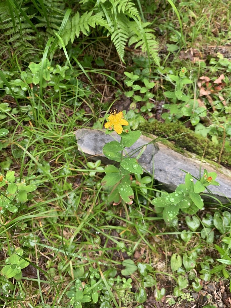 Hypericum senanense