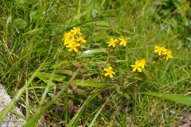 Hypericum senanense photo 2