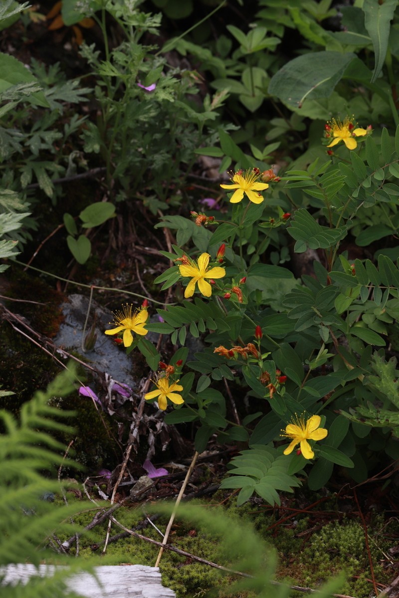 Hypericum senanense photo 3