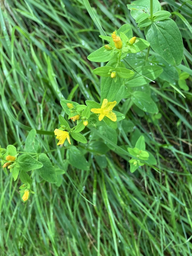 Hypericum senanense photo 4