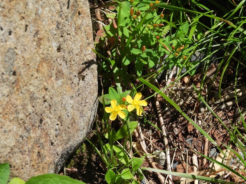 Hypericum senanense photo 6