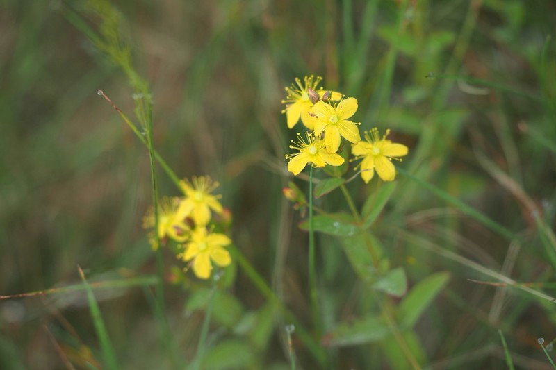 Hypericum senanense photo 7