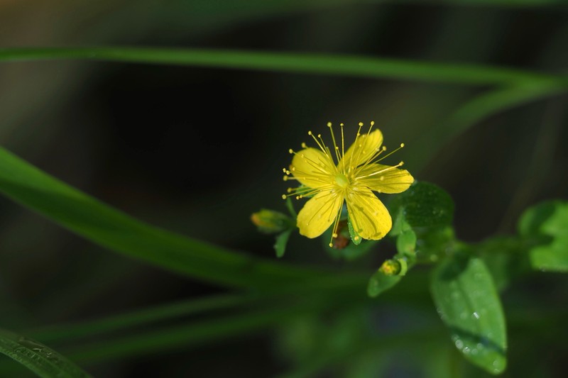 Hypericum senanense photo 8