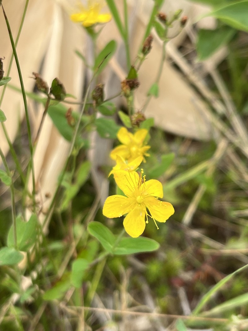 Hypericum senanense subsp. mutiloides photo 2
