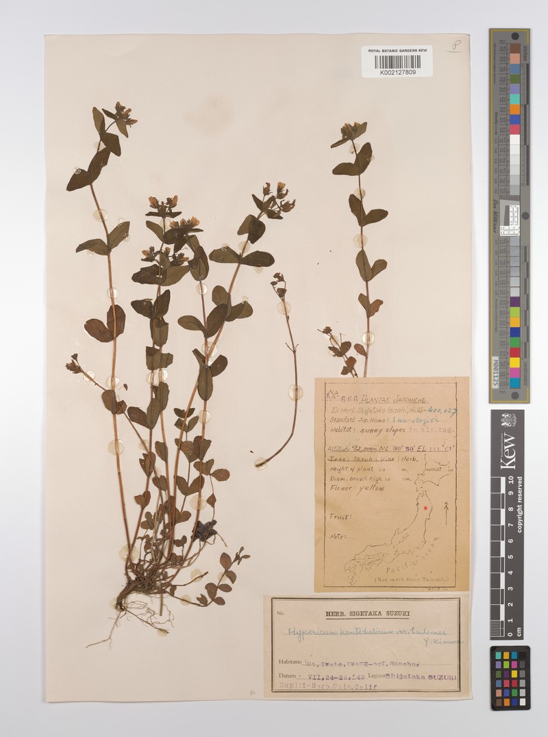 Hypericum senanense subsp. mutiloides photo 3