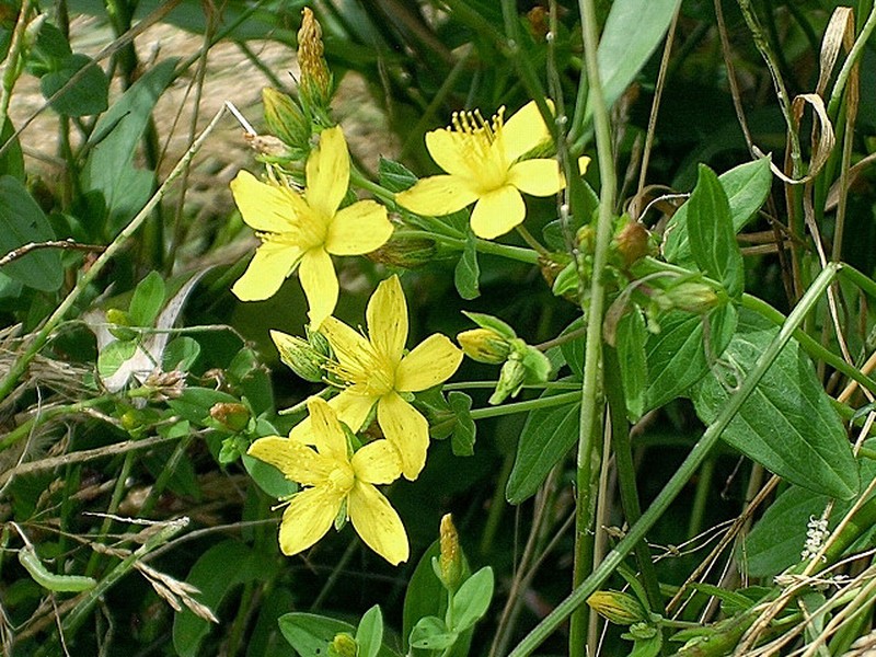 Hypericum senanense subsp. mutiloides