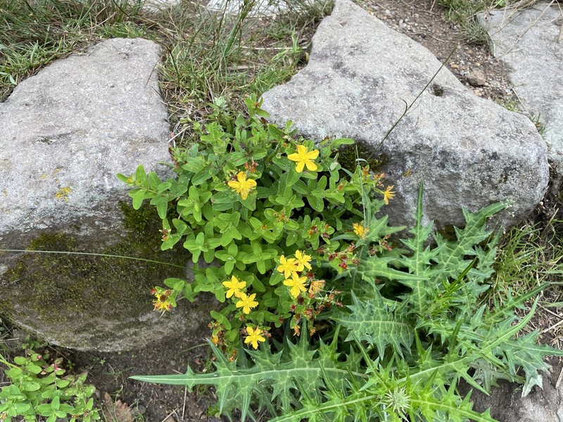 Hypericum senanense subsp. senanense
