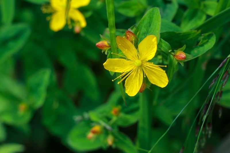 Hypericum senanense subsp. senanense photo 2
