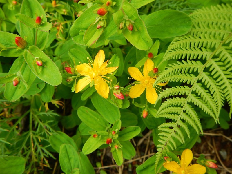 Hypericum senanense subsp. senanense photo 3