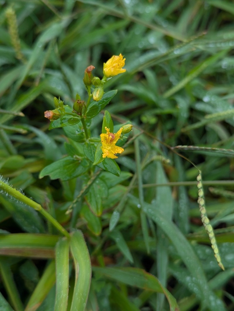 Hypericum seniawinii