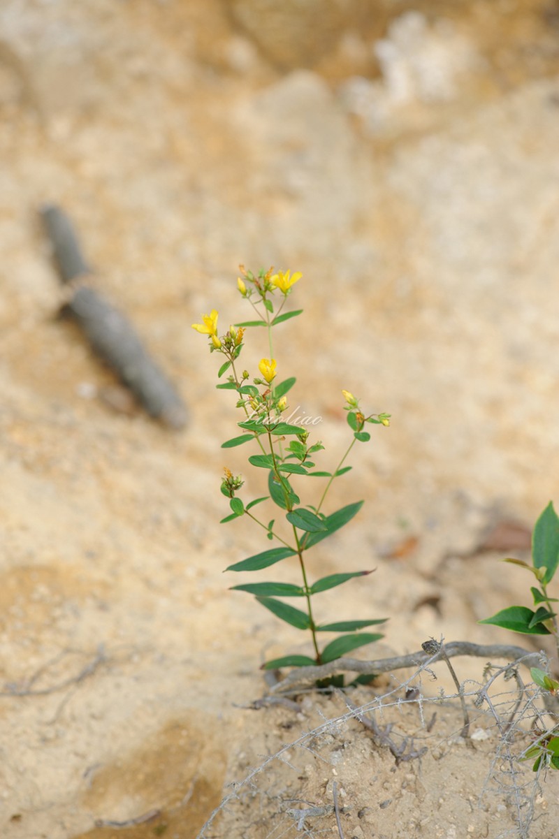 Hypericum seniawinii photo 2