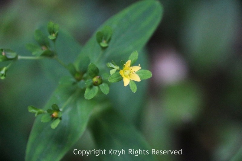 Hypericum seniawinii photo 3