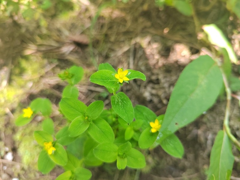 Hypericum seniawinii photo 4