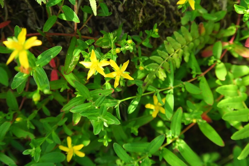 Hypericum seniawinii photo 5