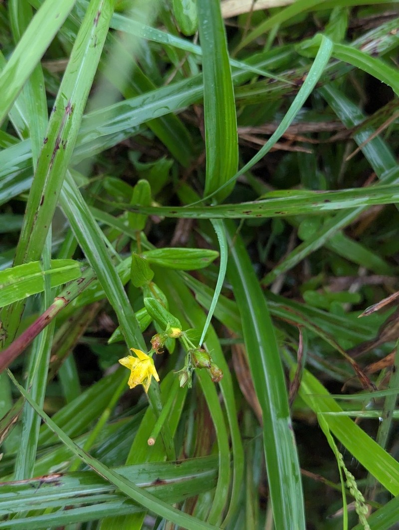 Hypericum seniawinii photo 6