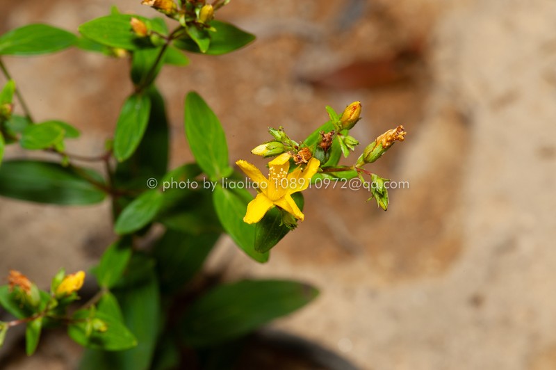 Hypericum seniawinii photo 7