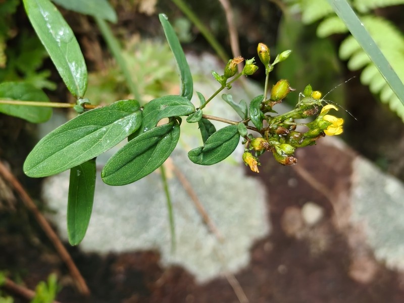 Hypericum seniawinii photo 8