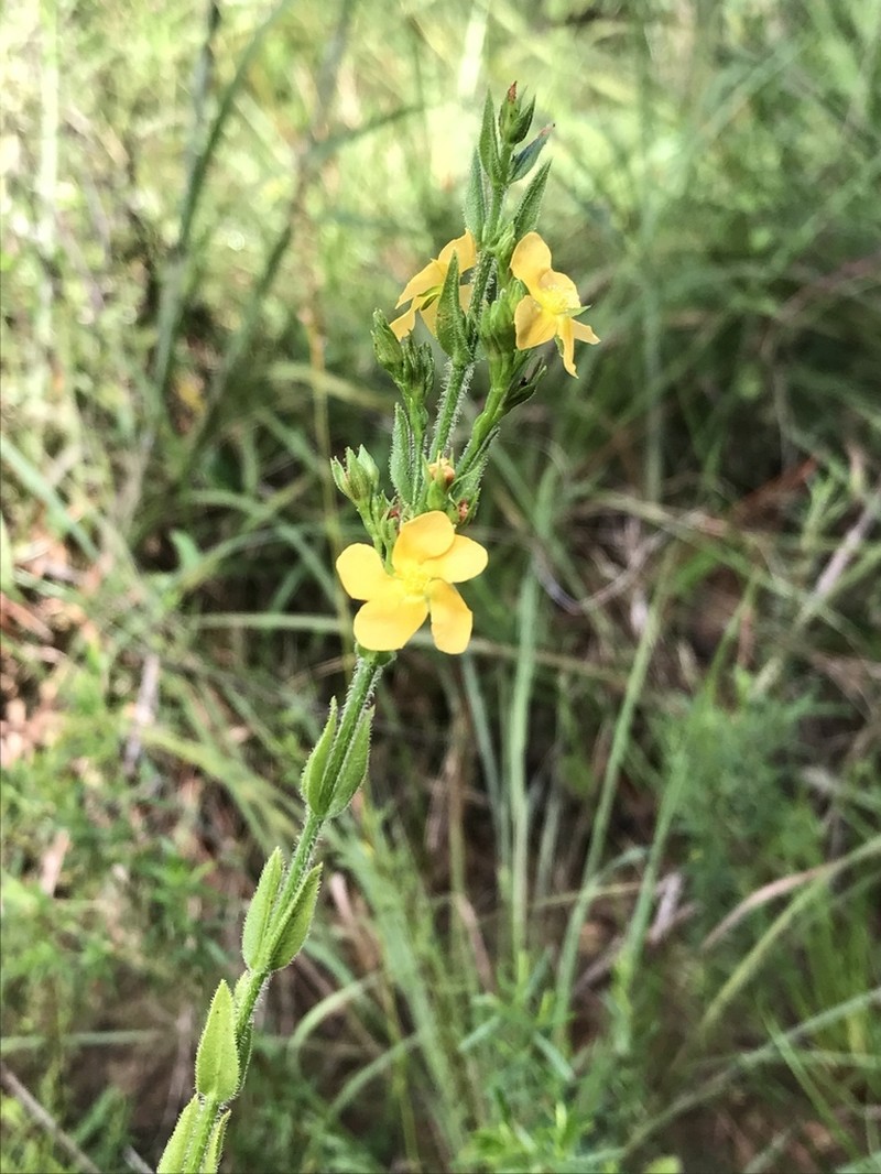Hairy St. Johnswort