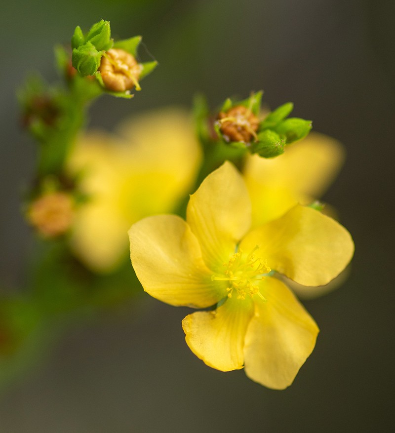 Hairy St. Johnswort photo 2