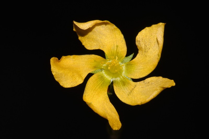 Hairy St. Johnswort photo 3