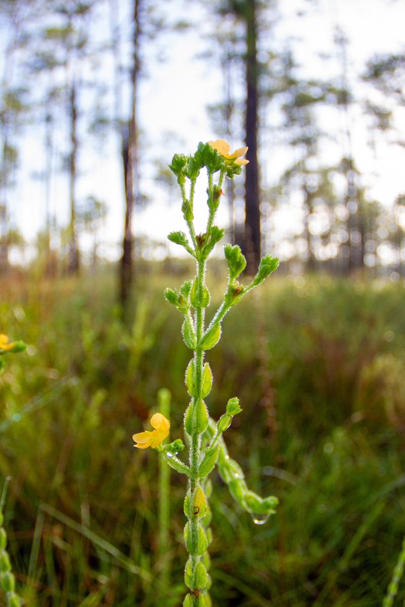 Hairy St. Johnswort photo 4