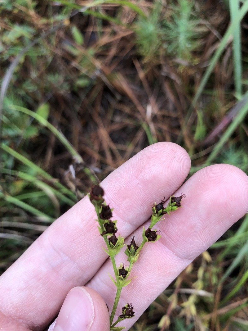 Hairy St. Johnswort photo 5