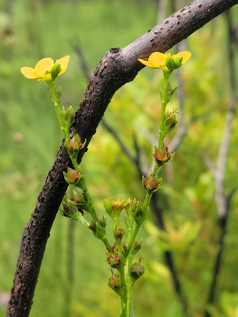 Hairy St. Johnswort photo 6