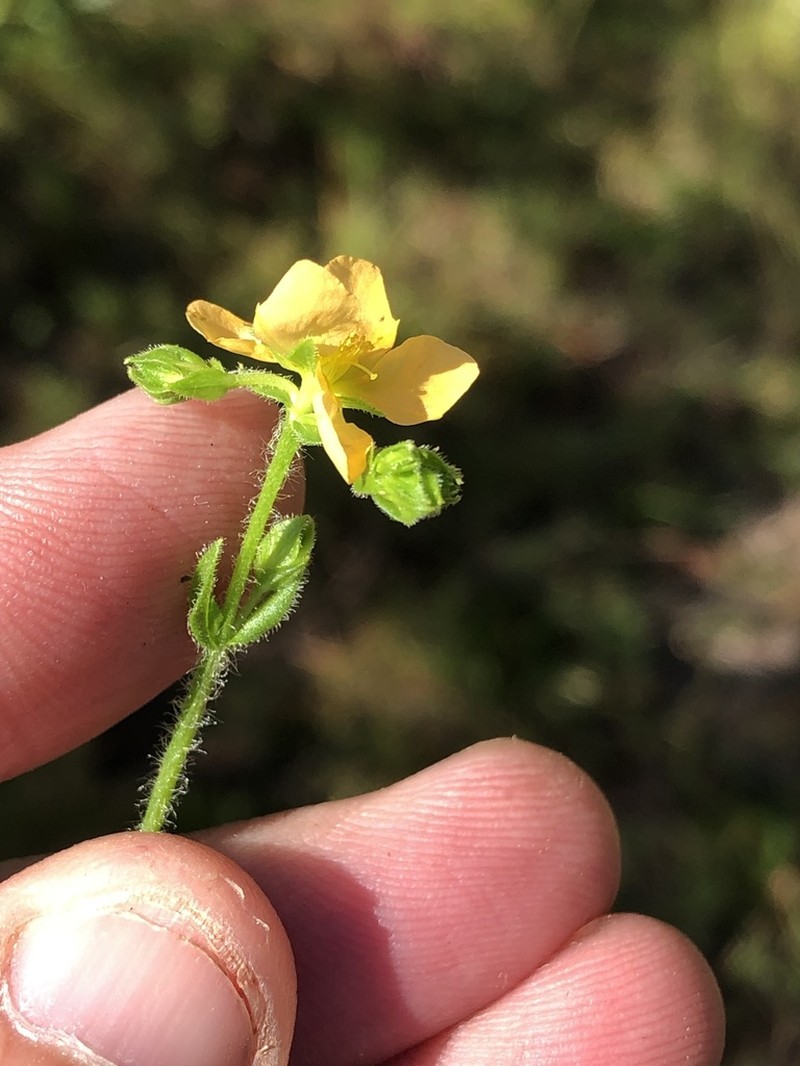 Hairy St. Johnswort photo 7