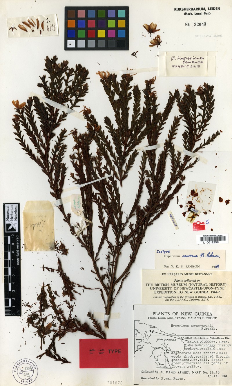 Hypericum sewense