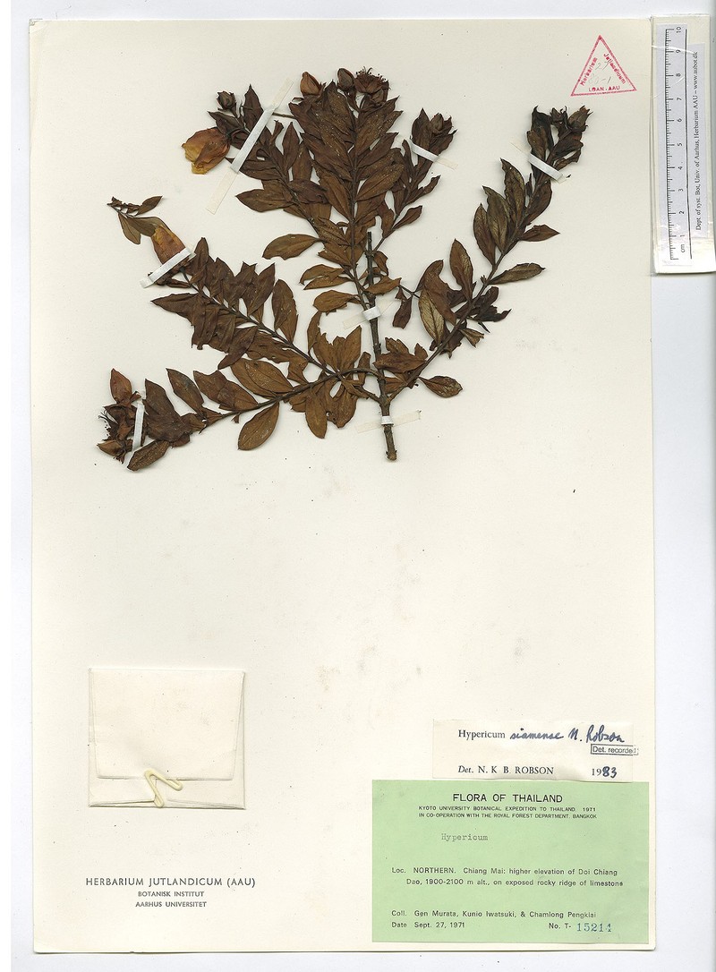 Hypericum siamense