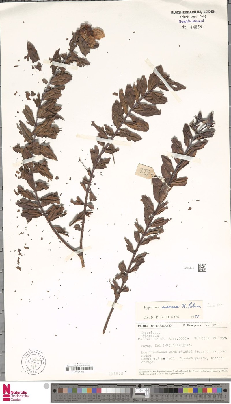 Hypericum siamense photo 2