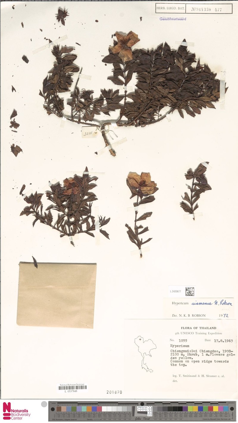 Hypericum siamense photo 3