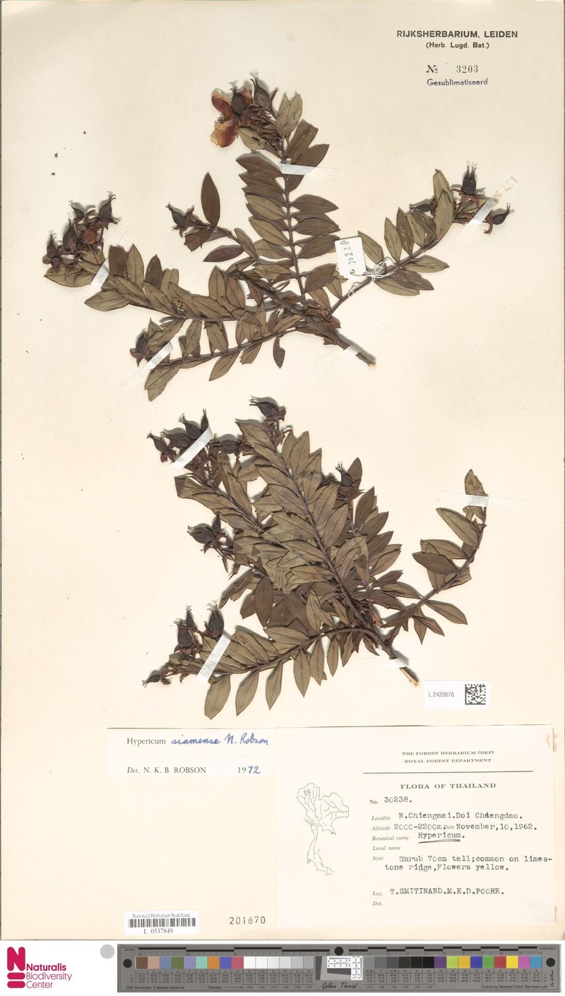 Hypericum siamense photo 4
