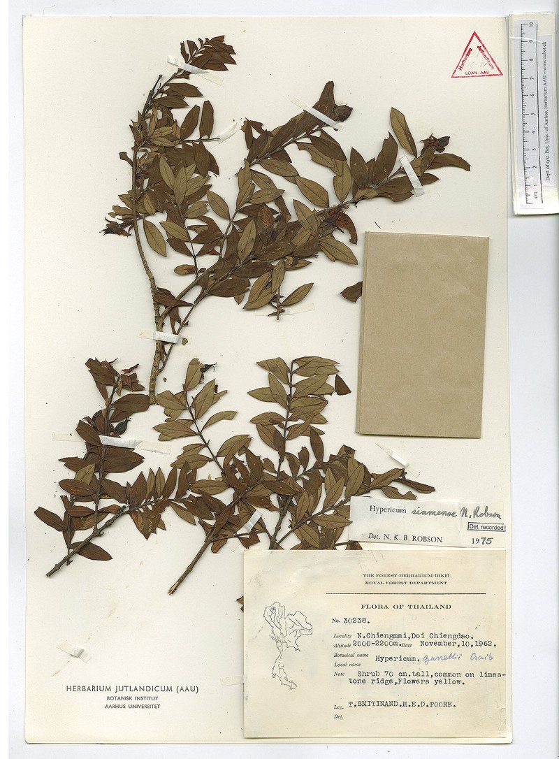 Hypericum siamense photo 5