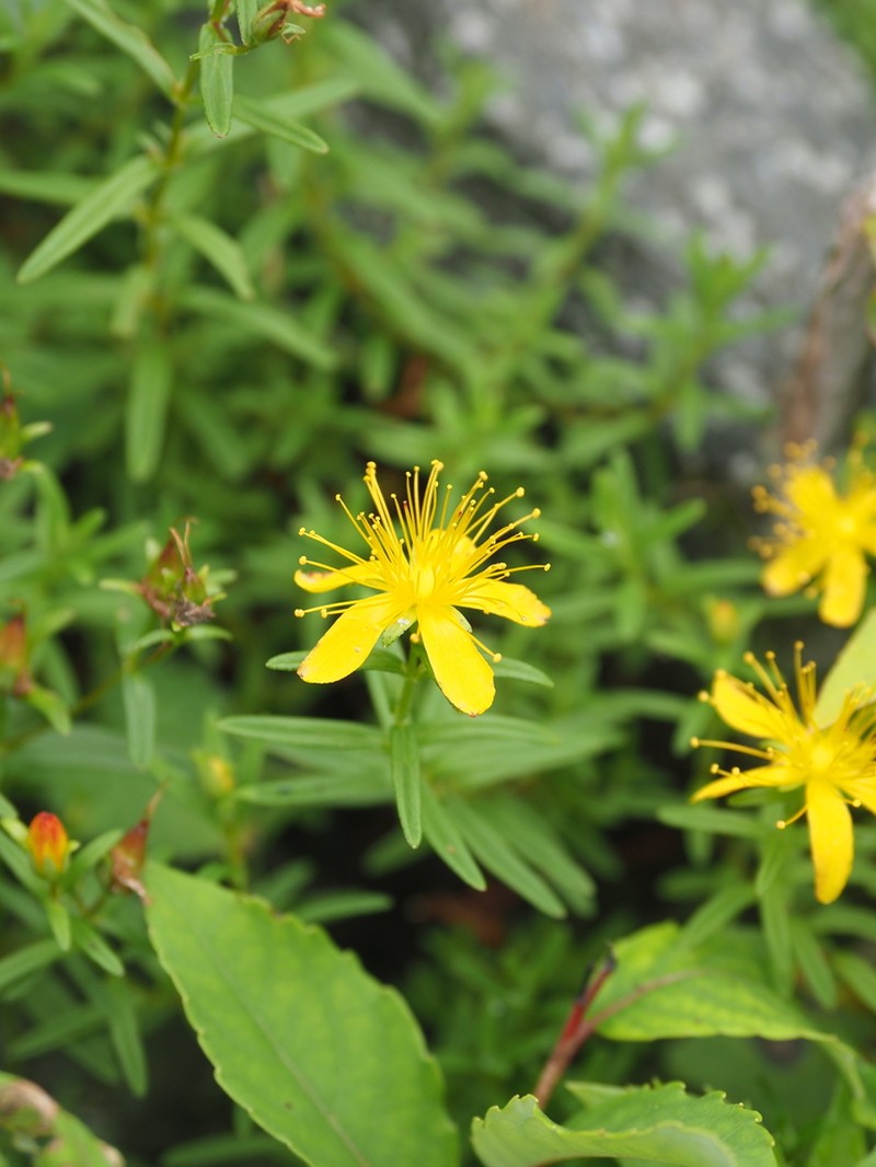Hypericum sikokumontanum photo 2