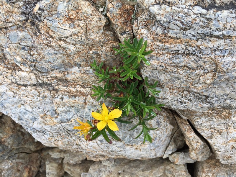 Hypericum sikokumontanum photo 4