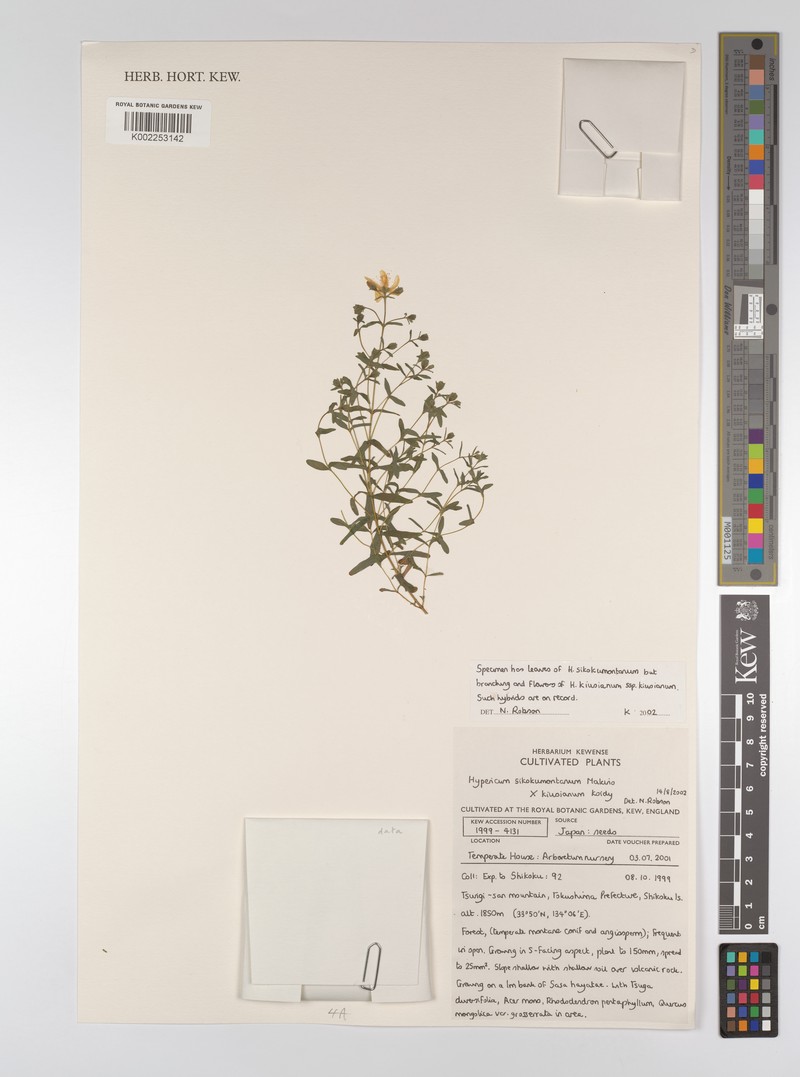 Hypericum sikokumontanum photo 5